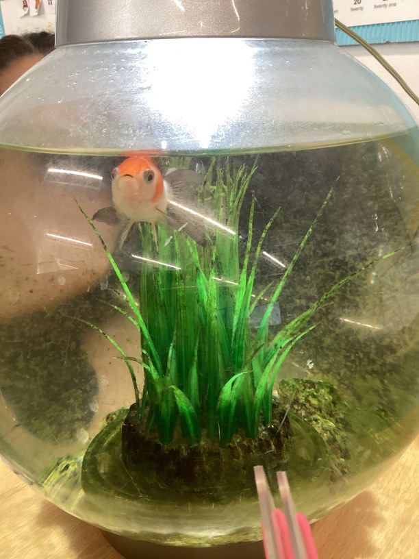 Year 1's fish in a bowl