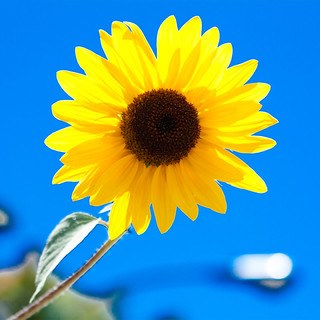 sun | sun, summer, sunflower, flower, flowering, bright sun,… | Flickr