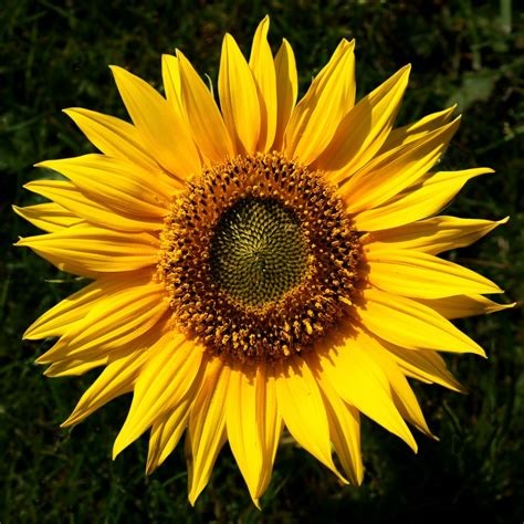 File:Sunflower Helianthus 1 edited.png - Wikimedia Commons