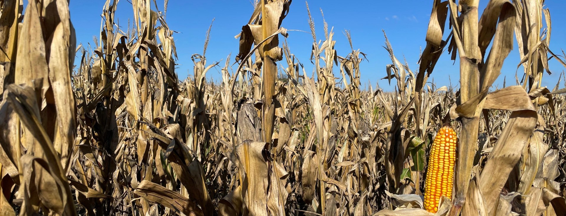 Maíz en R6 en suarez copia .png