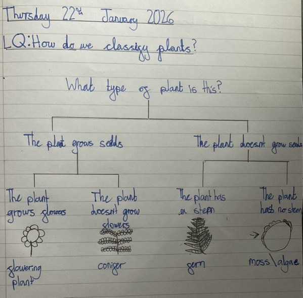 Year 6 work on classifying plants