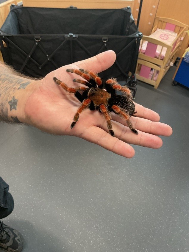 Tarantula on keeper's hand