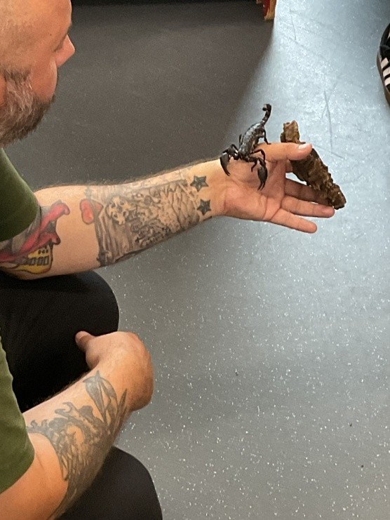 Scorpion on keeper's hand