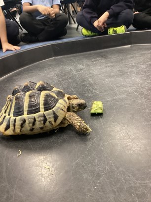 a visit from a turtle