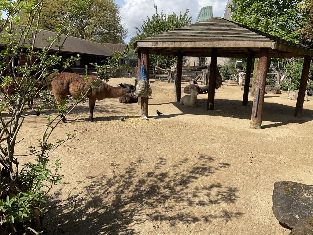 Year 1 children with lamas
