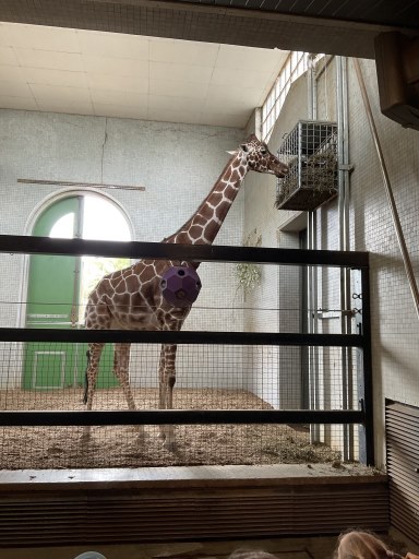 Year 1 children with giraffe 