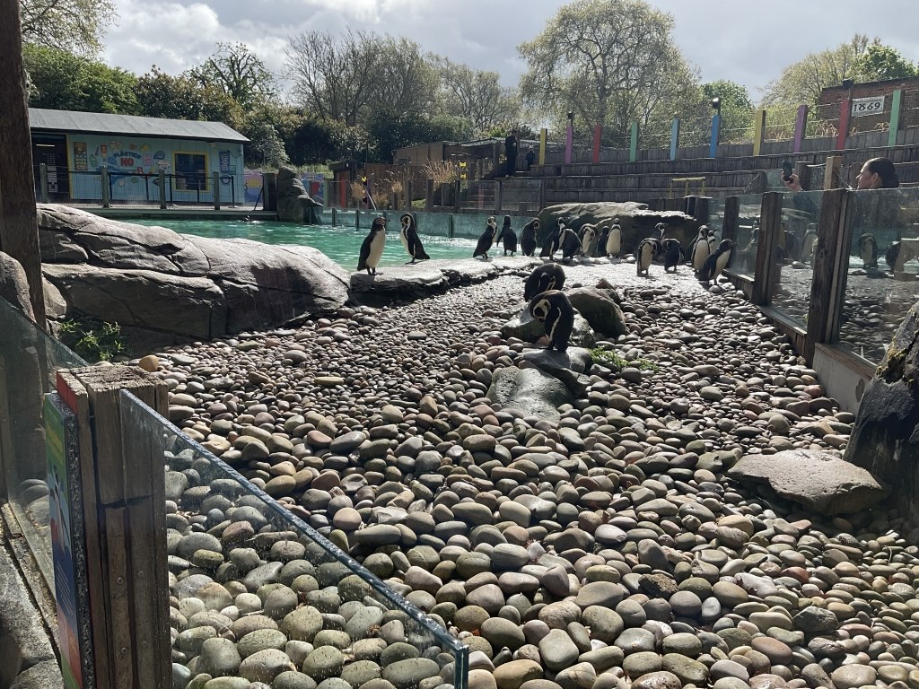 A group of penguins in their enclosure