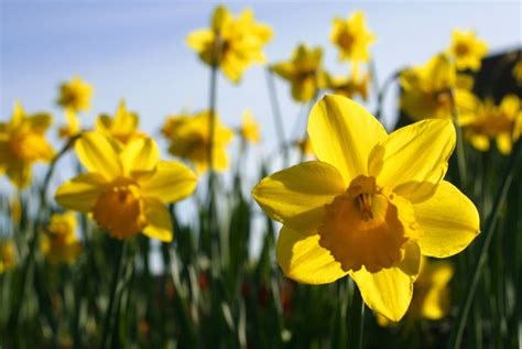 File:Spring daffodils.jpg - Wikimedia Commons