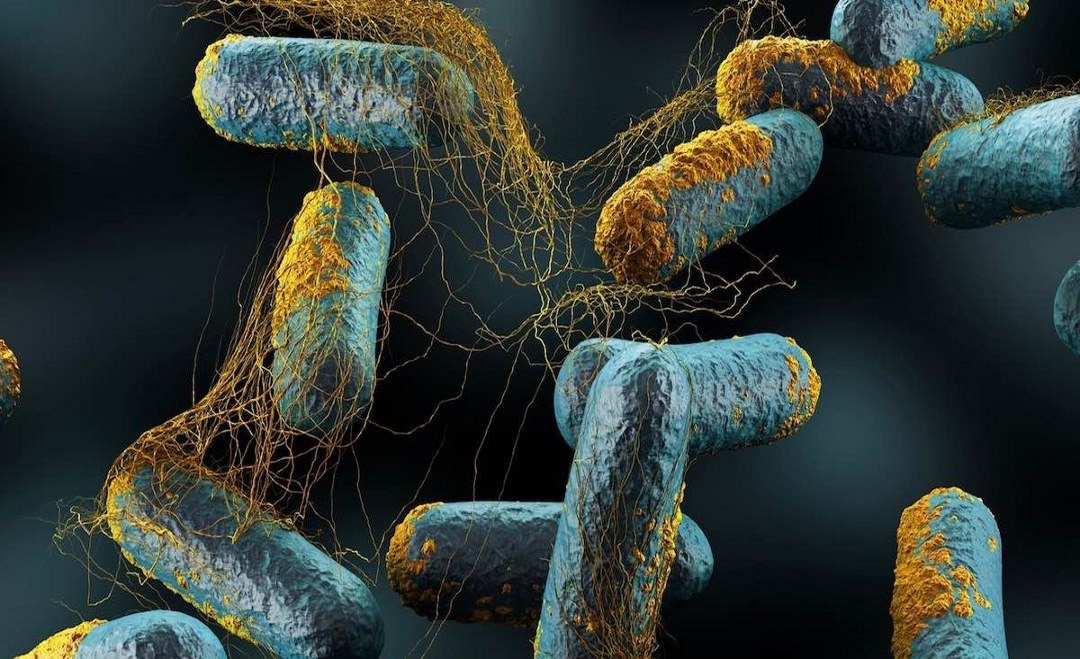 butiStim® P: για την αποτελεσματική καταπολέμηση των βακτηρίων και την αύξηση των αποδόσεων στην πτηνοτροφία και τη χοιροτροφία