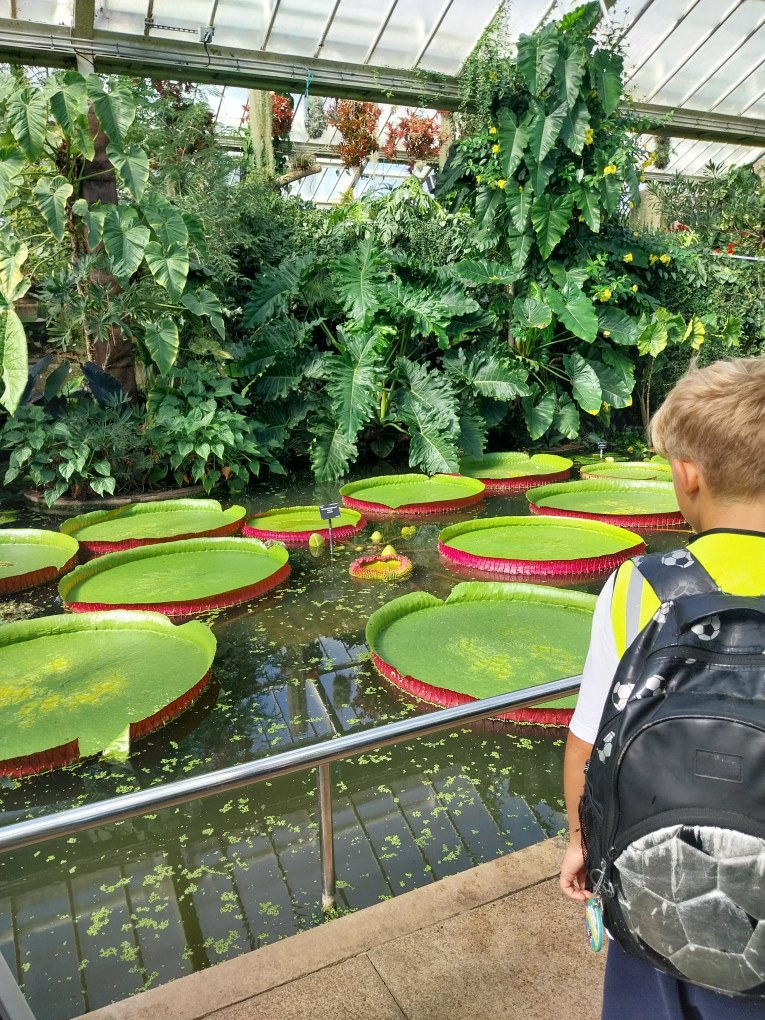 Some large Lili pads inside the greenhouse