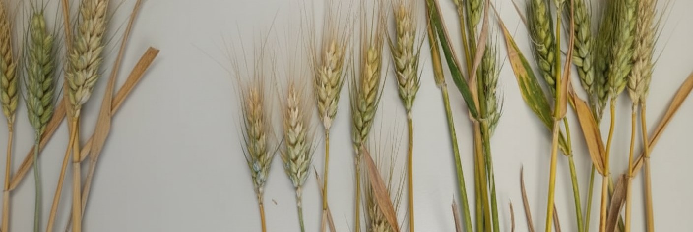 trigo daño por helada espiga.png